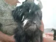 Charlie e Charlote