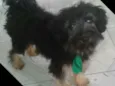 Charlie e Charlote