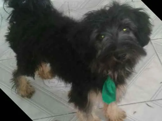 Cachorro ra a  idade 7 a 11 meses nome Charlie e Charlote