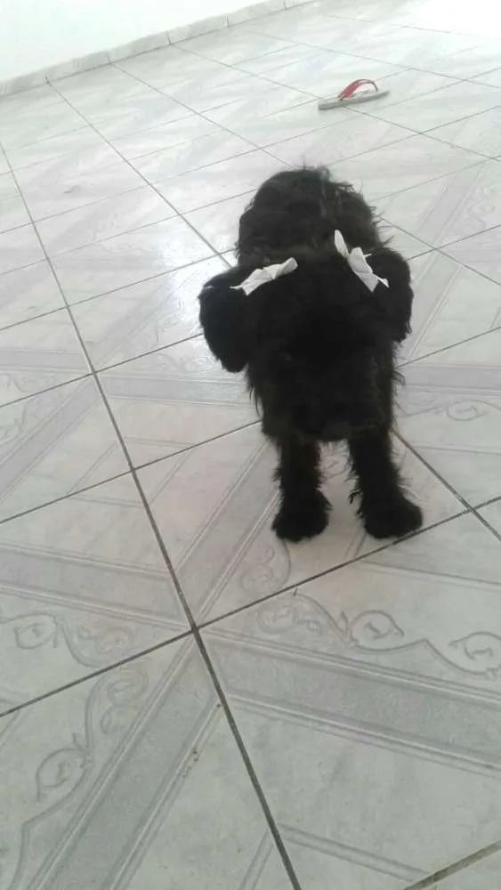 Cachorro ra a  idade 7 a 11 meses nome Charlie e Charlote