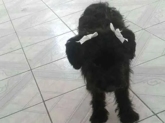 Cachorro ra a  idade 7 a 11 meses nome Charlie e Charlote