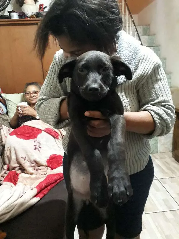 Cachorro raça vira lata idade 2 a 6 meses nome neguinha