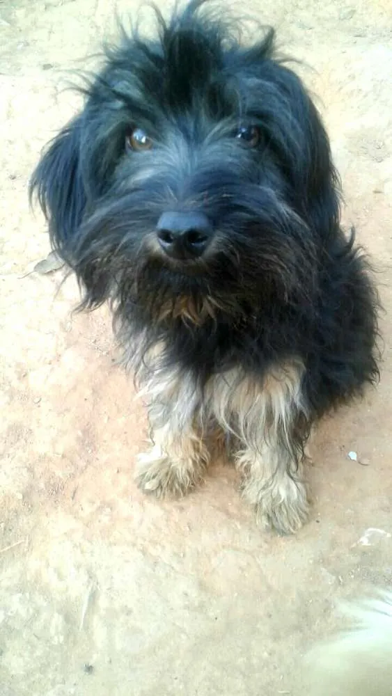 Cachorro ra a  idade 7 a 11 meses nome Charlie e Charlote