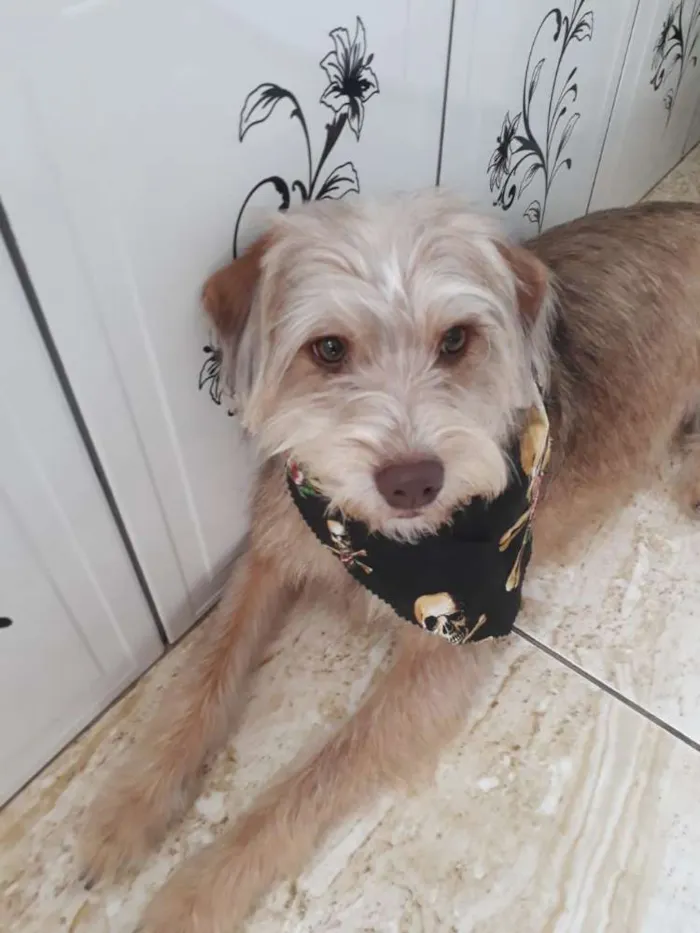 Cachorro ra a  idade 1 ano nome Lolla