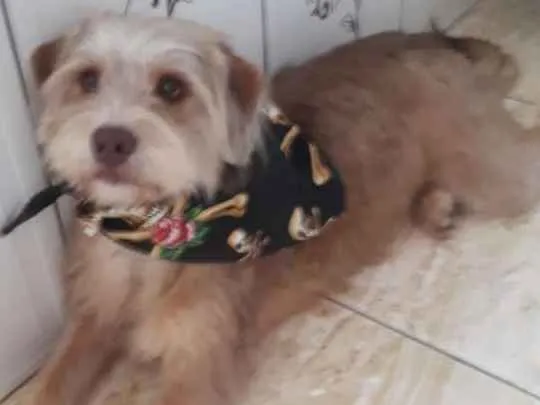 Cachorro ra a  idade 1 ano nome Lolla