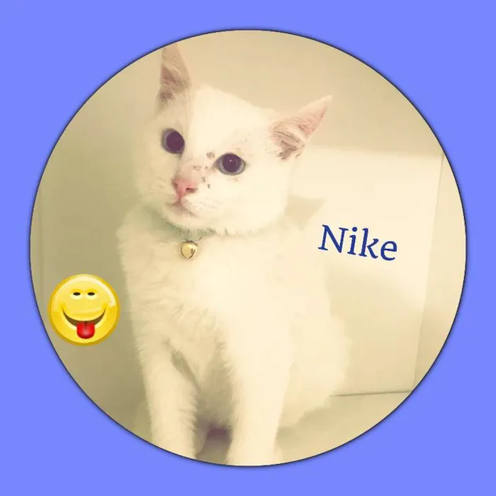 Gato ra a srd idade 2 a 6 meses nome Nike