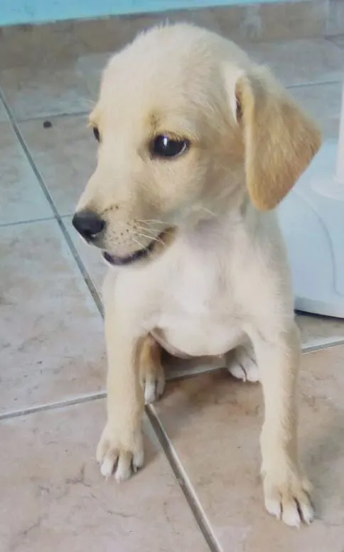 Cachorro ra a sem raça idade Abaixo de 2 meses nome sem nomesem raça