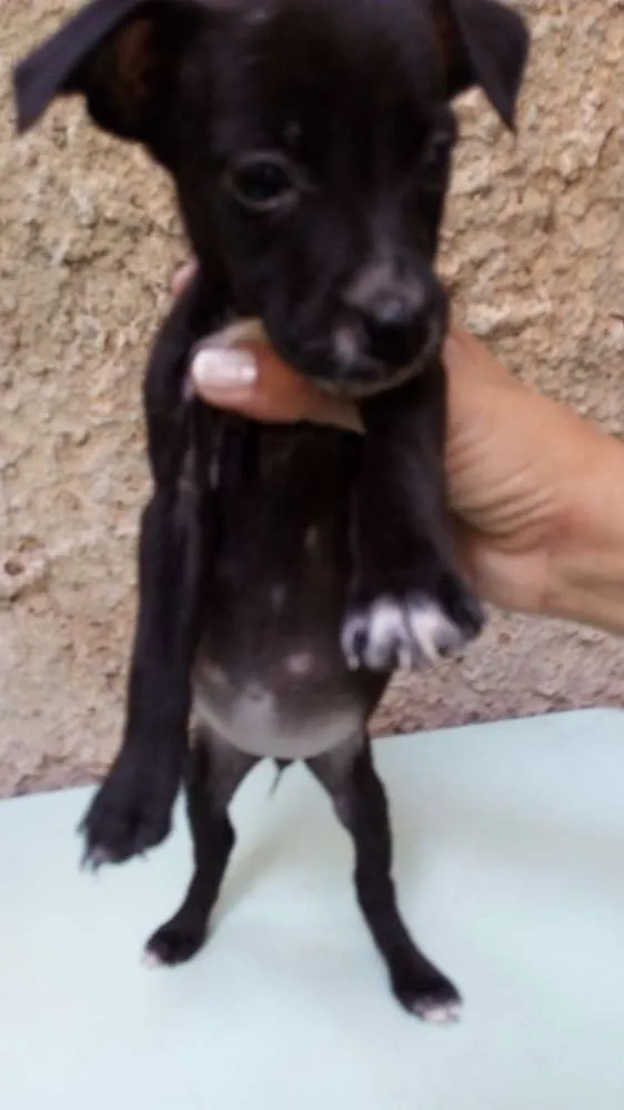 Cachorro ra a Fila com Pitbull.  idade Abaixo de 2 meses nome Nina