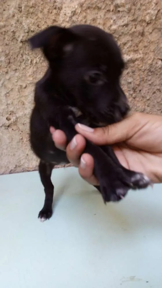 Cachorro ra a Fila com Pitbull.  idade Abaixo de 2 meses nome Nina