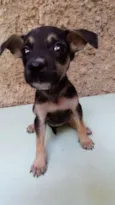 Pepeca