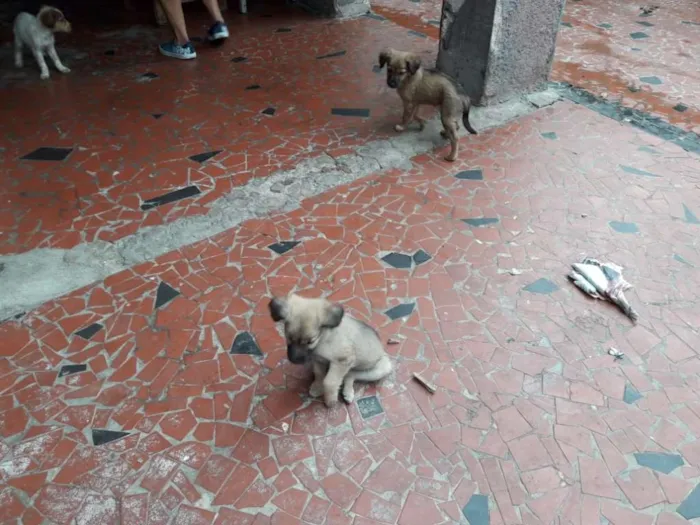 Cachorro ra a  idade 2 a 6 meses nome oscar  