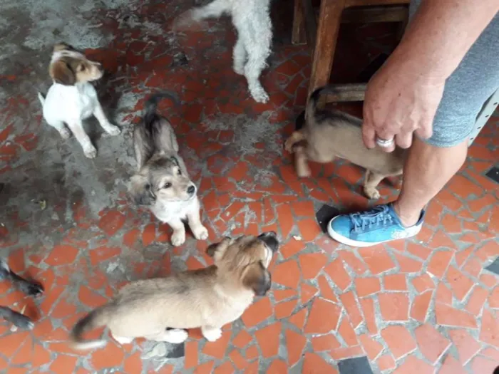 Cachorro ra a  idade 2 a 6 meses nome oscar  