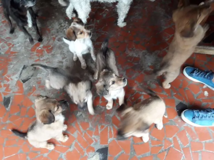 Cachorro ra a  idade 2 a 6 meses nome oscar  