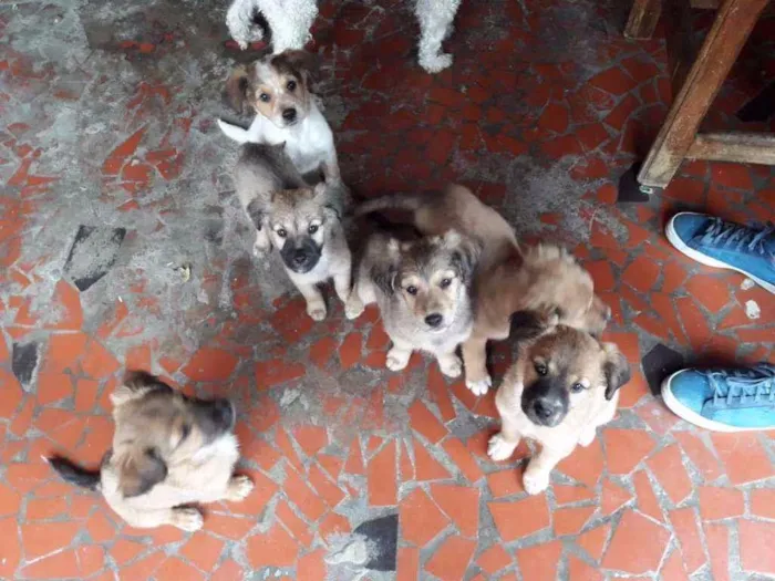 Cachorro ra a  idade 2 a 6 meses nome oscar  