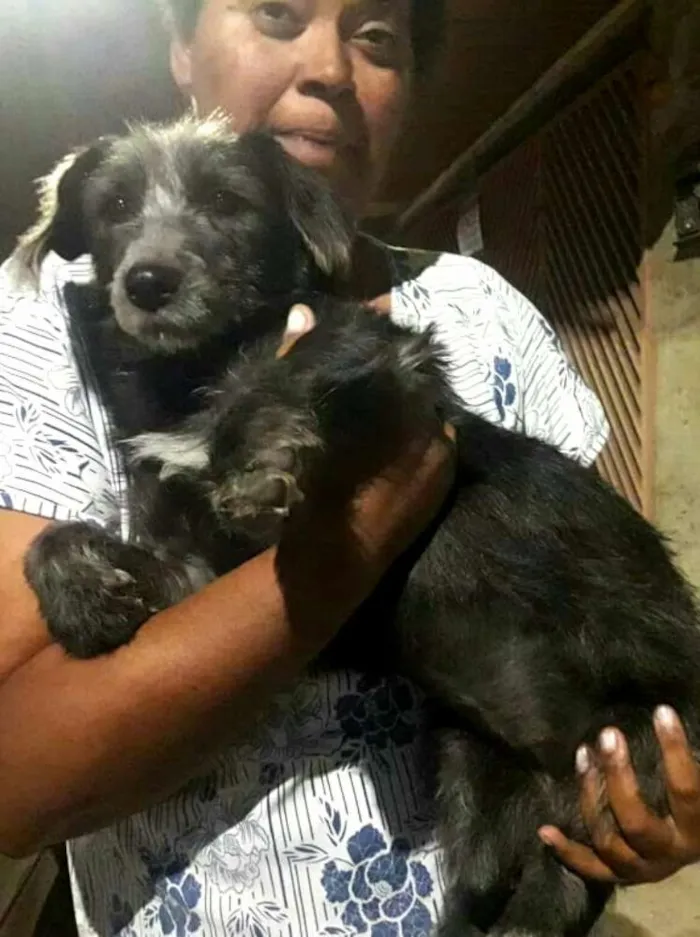 Cachorro ra a  idade 1 ano nome Fiona 