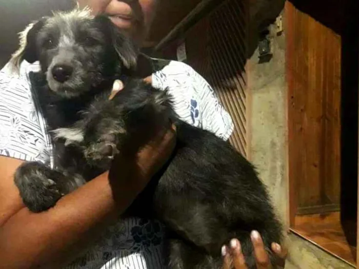 Cachorro ra a  idade 1 ano nome Fiona 