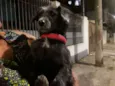 Fiona 