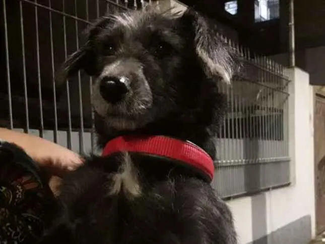 Cachorro ra a  idade 1 ano nome Fiona 