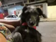 Fiona