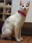 Silvinha