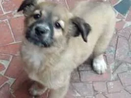 Cachorro raça  idade 2 a 6 meses nome oscar  