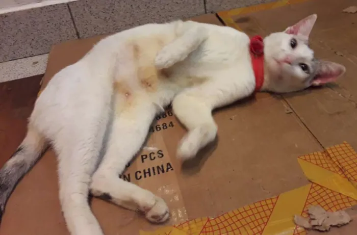 Gato ra a srd idade 1 ano nome Silvinha