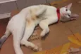 Silvinha