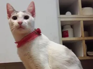 Gato raça srd idade 1 ano nome Silvinha