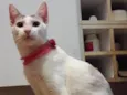 Silvinha