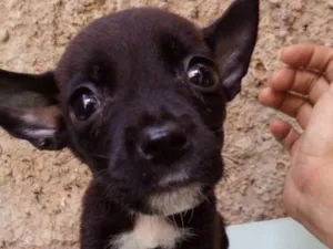Cachorro raça Fila com Pitbull.  idade Abaixo de 2 meses nome Sherra