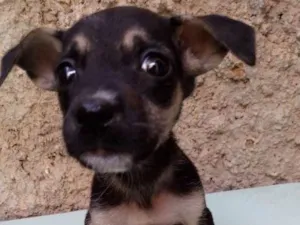 Cachorro raça Fila com Pitbull.  idade 2 a 6 meses nome Pepeca