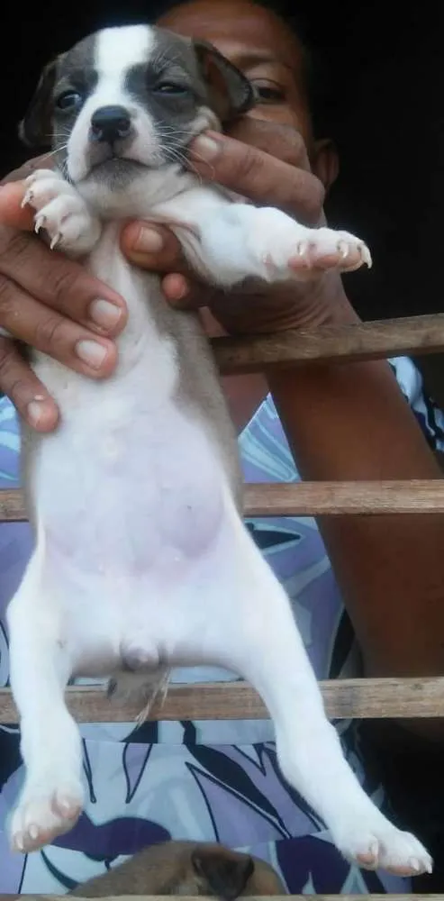 Cachorro raça SRD idade Abaixo de 2 meses nome Sem nome
