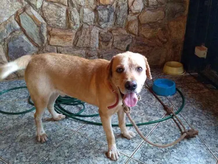 Cachorro ra a Pitbull com labrador idade 4 anos nome SALDANHA