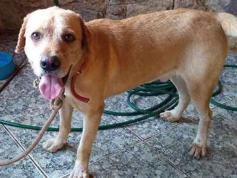 Cachorro ra a Pitbull com labrador idade 4 anos nome SALDANHA