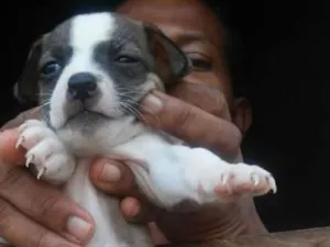Cachorro raça SRD idade Abaixo de 2 meses nome Sem nome