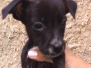 Cachorro raça Fila com Pitbull.  idade Abaixo de 2 meses nome Nina