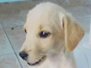 Cachorro raça sem raça idade Abaixo de 2 meses nome sem nomesem raça