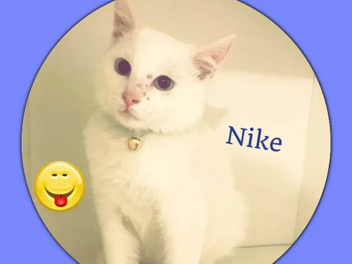 Gato ra a srd idade 2 a 6 meses nome Nike