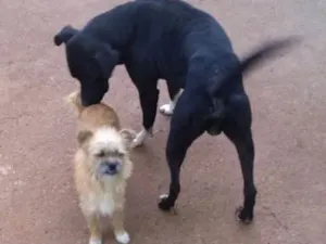 Cachorro raça sem reca definida idade 1 ano nome Adam,mel, chorão
