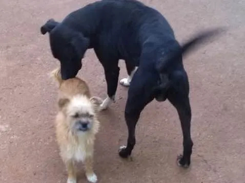 Cachorro ra a sem reca definida idade 1 ano nome Adam,mel, chorão