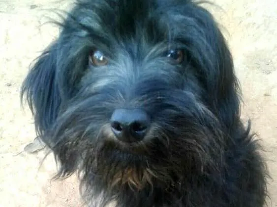 Cachorro ra a  idade 7 a 11 meses nome Charlie e Charlote