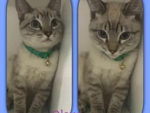 Gato raça srd idade 2 a 6 meses nome Olavo