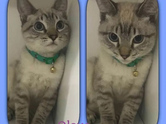 Gato ra a srd idade 2 a 6 meses nome Olavo