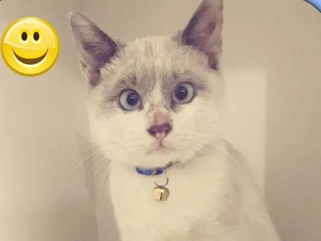 Gato ra a SRD idade 2 a 6 meses nome Romeu 