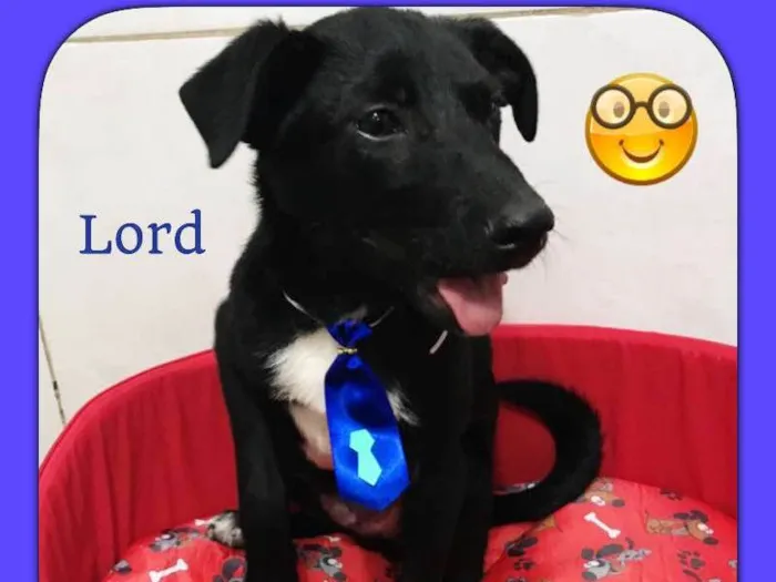 Cachorro ra a SRD idade 2 a 6 meses nome LORD