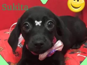 Cachorro raça SRD idade 2 a 6 meses nome Sukita