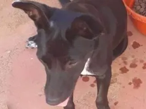 Cachorro raça Viralata com labrador idade 7 a 11 meses nome Lila