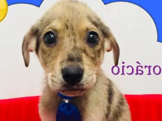 Cachorro ra a srd idade 2 a 6 meses nome HORACIO 