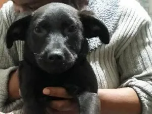 Cachorro raça vira lata idade 2 a 6 meses nome neguinha