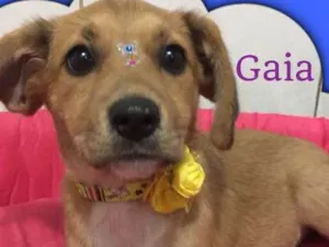 Cachorro raça srd idade 2 a 6 meses nome Gaia